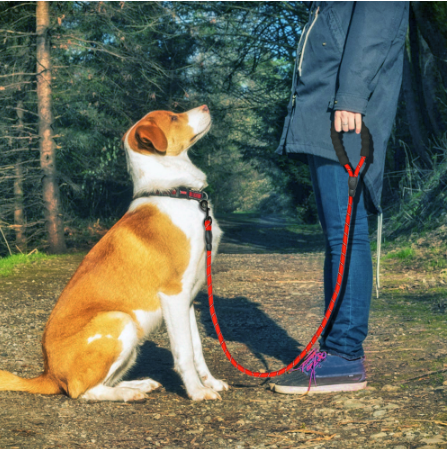 Experience the Joy of Walking Your Dog with Our Reflective Dog Leash! 🐾✨