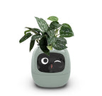 Smart Planter Fun 🌱🌼🌻